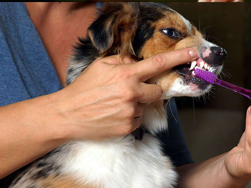 periere dinti caini spalat igiena orala border collie